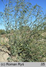 Atriplex oblongifolia (łoboda długolistna)