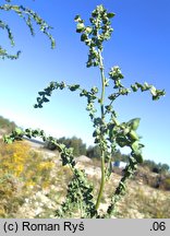 Atriplex oblongifolia (łoboda długolistna)