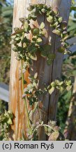 Atriplex oblongifolia (łoboda długolistna)