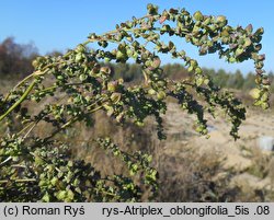 Atriplex oblongifolia (łoboda długolistna)