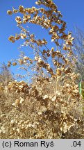 Atriplex oblongifolia (łoboda długolistna)