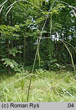 Bromus ramosus (stokłosa gałęzista)