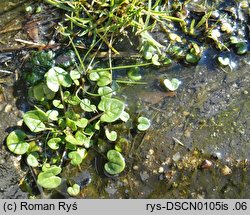 Cochlearia danica (warzucha duńska)