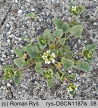 Cochlearia danica (warzucha duńska)