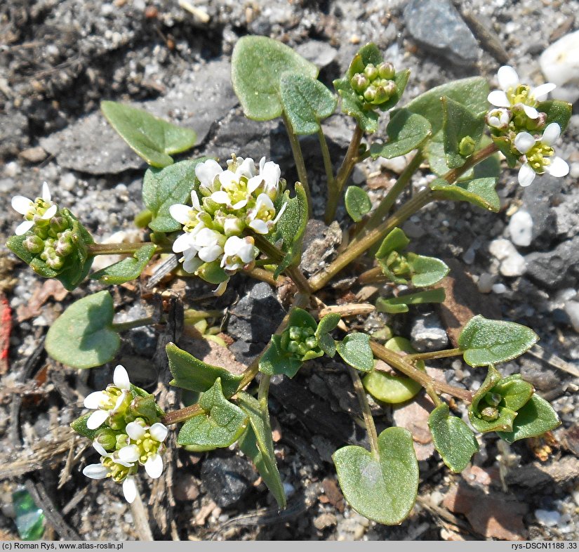 Cochlearia danica (warzucha duńska)