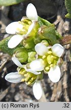 Cochlearia danica (warzucha duńska)