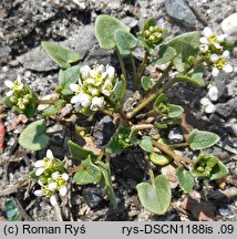 Cochlearia danica (warzucha duńska)