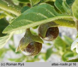 Solanum nitidibaccatum