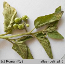 Solanum nitidibaccatum