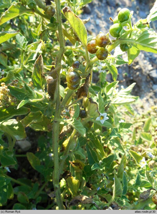 Solanum nitidibaccatum