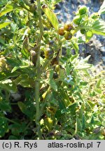 Solanum nitidibaccatum