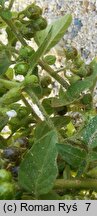 Solanum nitidibaccatum