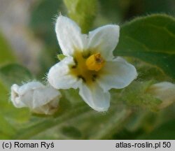 Solanum nitidibaccatum