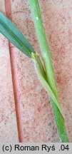 Bromus ramosus (stokłosa gałęzista)