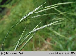 Bromus ramosus (stokłosa gałęzista)