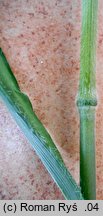 Bromus ramosus (stokłosa gałęzista)