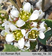 Cochlearia danica (warzucha duńska)