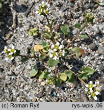 Cochlearia danica (warzucha duńska)