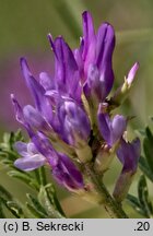 Astragalus onobrychis (traganek długokwiatowy)