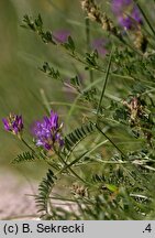 Astragalus onobrychis (traganek długokwiatowy)