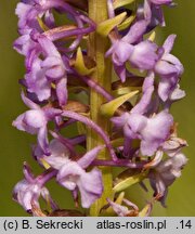 Gymnadenia conopsea ssp. conopsea (gółka długoostrogowa typowa)