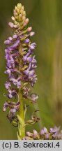 Gymnadenia conopsea ssp. conopsea (gółka długoostrogowa typowa)