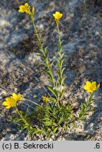 Linum flavum (len złocisty)