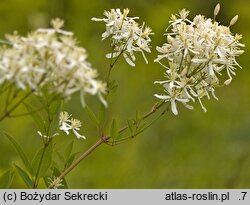 Clematis recta (powojnik prosty)