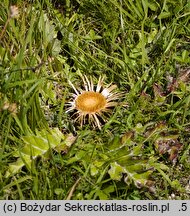 Carlina onopordifolia (dziewięćsił popłocholistny)
