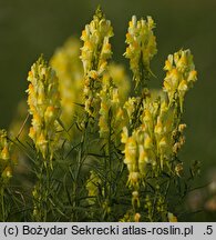 Linaria vulgaris (lnica pospolita)