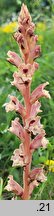 Orobanche alba (zaraza macierzankowa)