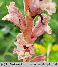 Orobanche alba (zaraza macierzankowa)