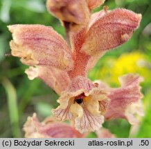 Orobanche alba (zaraza macierzankowa)