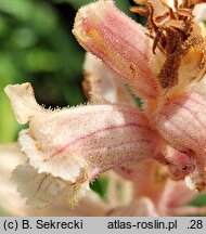 Orobanche alba (zaraza macierzankowa)