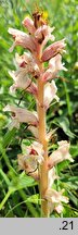 Orobanche alba (zaraza macierzankowa)