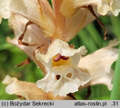 Orobanche alba (zaraza macierzankowa)