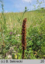 Orobanche elatior (zaraza wielka)