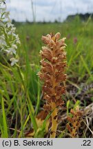 Orobanche elatior (zaraza wielka)