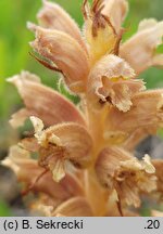 Orobanche elatior (zaraza wielka)