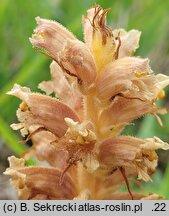 Orobanche elatior (zaraza wielka)