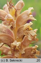 Orobanche elatior (zaraza wielka)