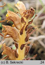 Orobanche elatior (zaraza wielka)