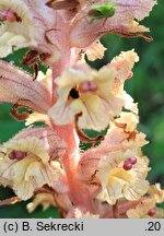 Orobanche alba (zaraza macierzankowa)