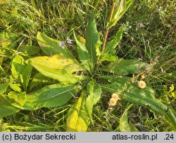 Senecio umbrosus (starzec cienisty)