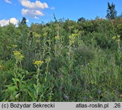 Senecio umbrosus (starzec cienisty)