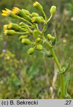 Senecio umbrosus (starzec cienisty)
