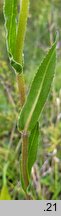 Senecio umbrosus (starzec cienisty)