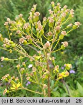 Senecio umbrosus (starzec cienisty)