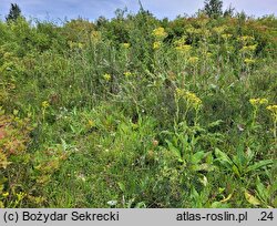 Senecio umbrosus (starzec cienisty)