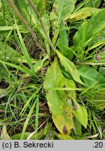 Senecio umbrosus (starzec cienisty)